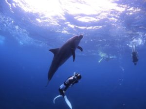 イルカちゃん画像と垂直人│茨城・福島でダイビングを始めるなら