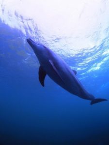 イルカちゃん画像と垂直人│茨城・福島でダイビングを始めるなら 