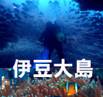 伊豆大島 ダイビング ペンション イエローダイブ 茨城 クレセント