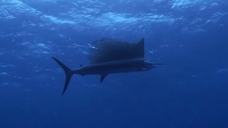 やったー バショウカジキに会えました 茨城 福島でダイビングを始めるなら クレセント 初心者大歓迎