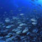 パラオ パラオダイビング PALAU 茨城ダイビング クレセント いわきダイビング いわきスキューバ イレズミフエダイ