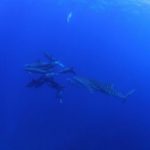 御蔵島ドルフィンスイム ジンベイスイム ジンベイとイルカ 茨城 クレセント