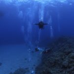 沖縄ダイビング ケラマダイビング サンゴ礁 沖縄グルメ 茨城ダイビング いわきダイビング クレセント 水中写真 オリンパス