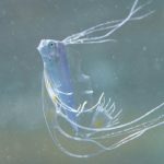 テンガイハタ 幼魚 深海魚