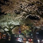 ひたちのさくら