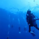 黒潮ブルーウォーターダイブ 激レア すばらしい透明度 夏の遠征 茨城 クレセント