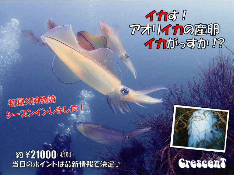 生命の神秘 アオリイカの産卵ツアー 茨城 福島でダイビングを始めるなら クレセント 初心者大歓迎
