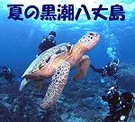 黒潮の海 八丈島ダイビング ウミガメ ドリフトダイブ 茨城 クレセント