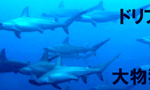 神子元 ドリフトダイブ ハンマーヘッド 回遊魚