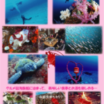 ダイブサファリ 伊勢海老